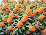 2025年25cm桂花价格
