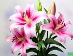 百合花适合送女朋友吗