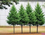 1.5米的油松多少钱