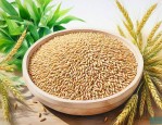 菲达六号小麦种怎么样