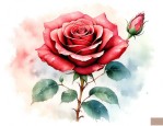 玫瑰花怎样保存