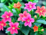 广东长寿花夏天怎么养