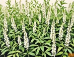 2025年白花蛇舌草的鉴别
