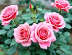 东北养月季花冬天咋办