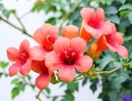 北方凌霄花的室外越冬