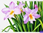 石菖蒲和九节菖蒲区别