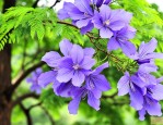 蓝花楹种子多少钱一斤