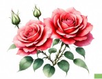 月季花的主要品种
