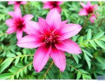 洛神花适合北方种植吗