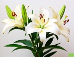 百合花收到后怎么醒花