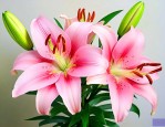 百合花有哪些繁殖方法