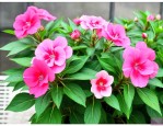 凤仙花在北方能过冬吗