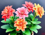 长寿花有几种颜色的花