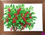 花椒籽能长出花椒树吗