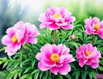 家里种芍药花好吗风水