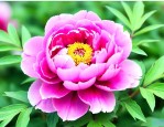 观察牡丹花的生长过程