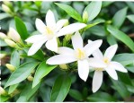 进口垂丝茉莉养殖方法