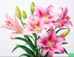 百合花是水养还是土养