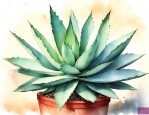 花卉龙舌兰的养殖方法