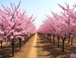 青岛崇信樱花苗木基地
