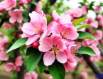 西府海棠6公分价格表
