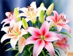11朵百合花代表什么