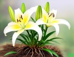 百合花根部黄叶怎么办