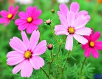 格桑花是什么地方的花