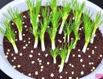2025年茴香种子怎样催芽
