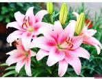百合花的花后养殖方法