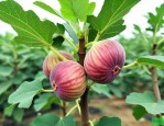 波姬红无花果树苗价格
