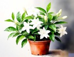 刚刚买的茉莉花怎样养殖