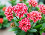宫灯长寿花怎么养才能开花