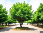 香樟树直径50cm报价