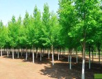 15公分速生白蜡价格