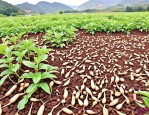 2025年白芍种子种植技术