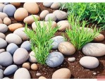 吸水石种植物需要土吗
