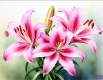 百合花茹志鹃创作背景
