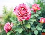 月季花干叶了该怎么治