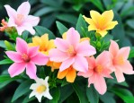 果汁阳台的花语是什么