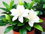 刚移植的栀子花怎么养
