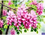 刺槐的花属于什么花序