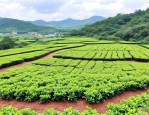 2025年海南油茶种苗基地
