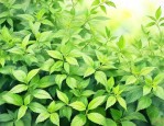 驱蚊植物真的能驱蚊吗