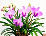 石斛花和米斛花哪个好