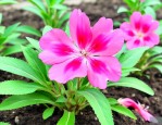 凤仙花种子靠什么传播