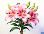 玫瑰百合的花语是什么
