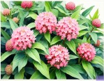 七叶一枝花的市场价格