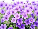 紫花满天星花语和寓意