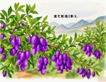 2025年宁夏枸杞怎么购买